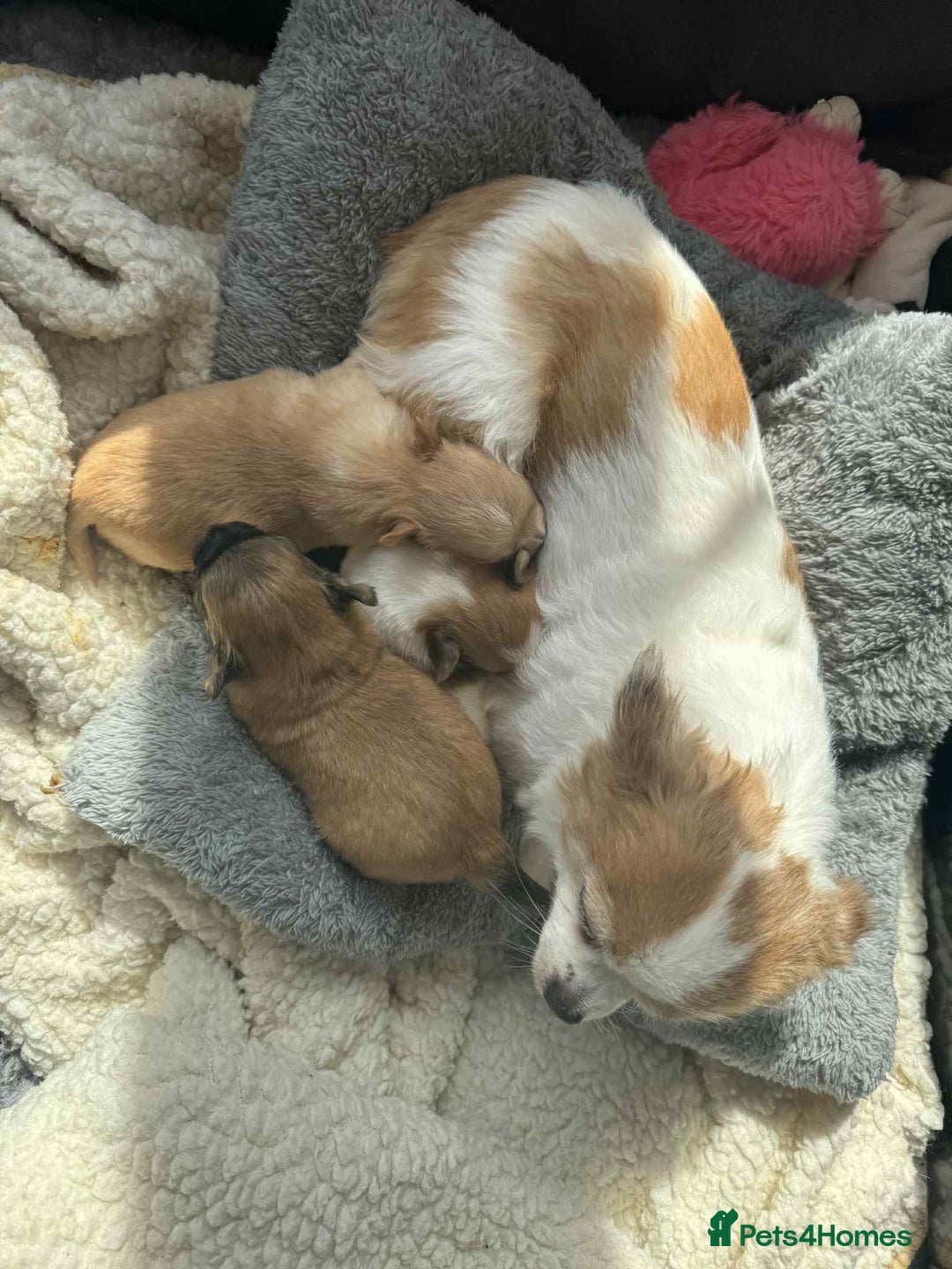 Chihuahua dogs for sale: Chihuahua long coat puppies 2 girls and 1 boy - Image 2