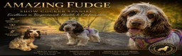 Cocker Spaniel dogs for stud: Stunning show cocker stud boy  - Advert 2