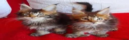 Maine Coon cats for sale: HCM/PKDef/SMA clear TICA silvers poly/non poly  - Advert 8