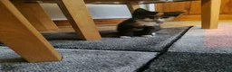 Mixed Breed cats for sale: We are 4 playful and beautiful kittens. in High Wycombe - Advert 7