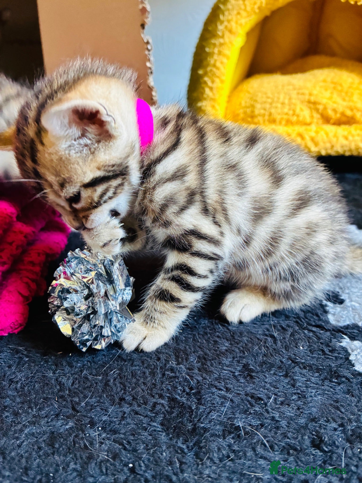 Bengal cats Stunning Bengal Kittens  - Advert 1