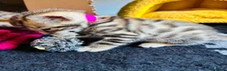 Bengal cats for sale: Stunning Bengal Kittens  - Advert 8