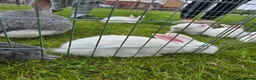 Continental Giant rabbits for sale: Continental Giant cross Mini Lop bunnies in Telford - Advert 5
