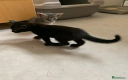 Siamese cats for sale: 3 half Siamese kittens  - Image 10