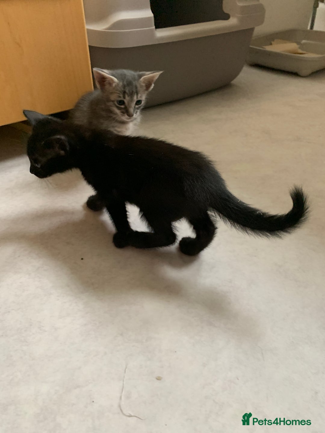 Siamese cats for sale: 3 half Siamese kittens  - Image 10