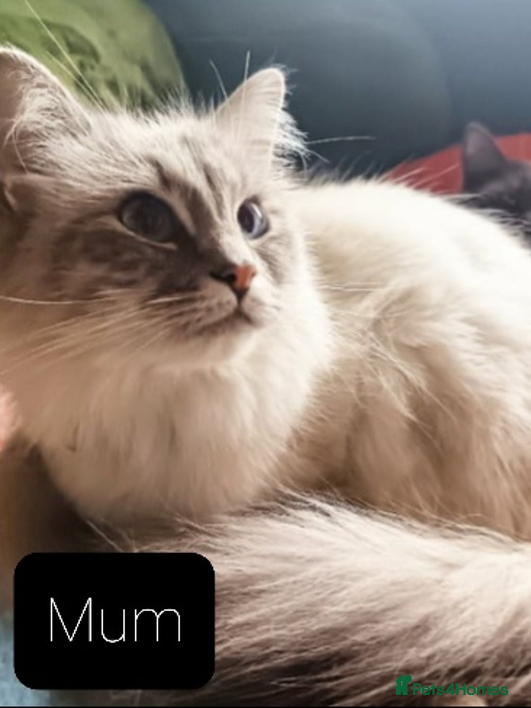 Ragdoll cats for sale: Maincoon ×Ragdoll (Ragcoon) kittens  - Image 17
