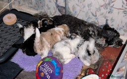 Poochon dogs for sale: Poochon pups stunning Rare colours - Image 32