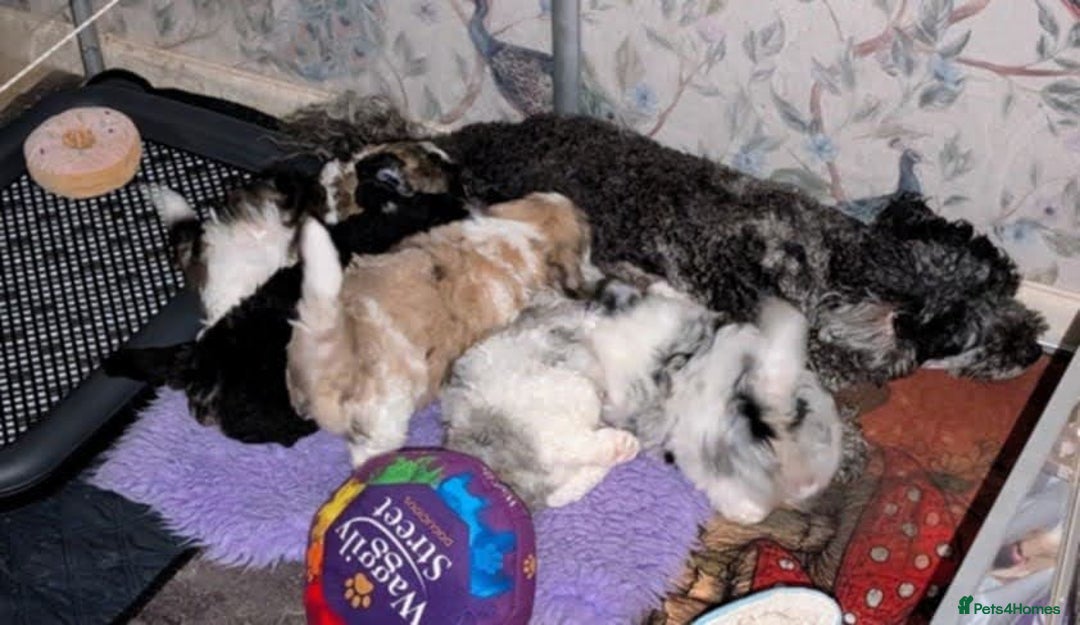 Poochon dogs for sale: Poochon pups stunning Rare colours - Image 32