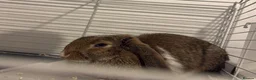 Mini Lop rabbits for sale: Pure Mini Lop - Advert 2