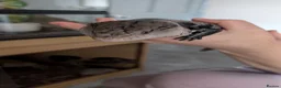 Skink reptiles for sale: Much loved blue tounged skink  in Ipswich - Advert 4