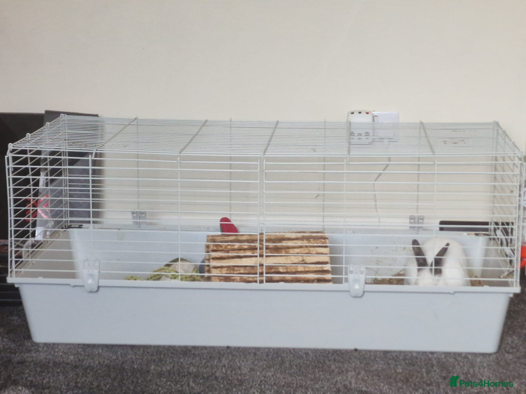 Californian rabbits Rabbit for sale needs gone asap  - Advert 2