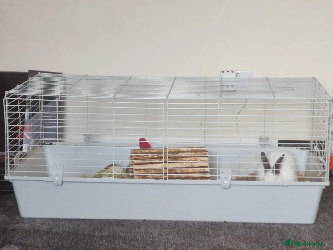 Californian rabbits for sale: Rabbit for sale needs gone asap  in Bishop Auckland - Advert 2