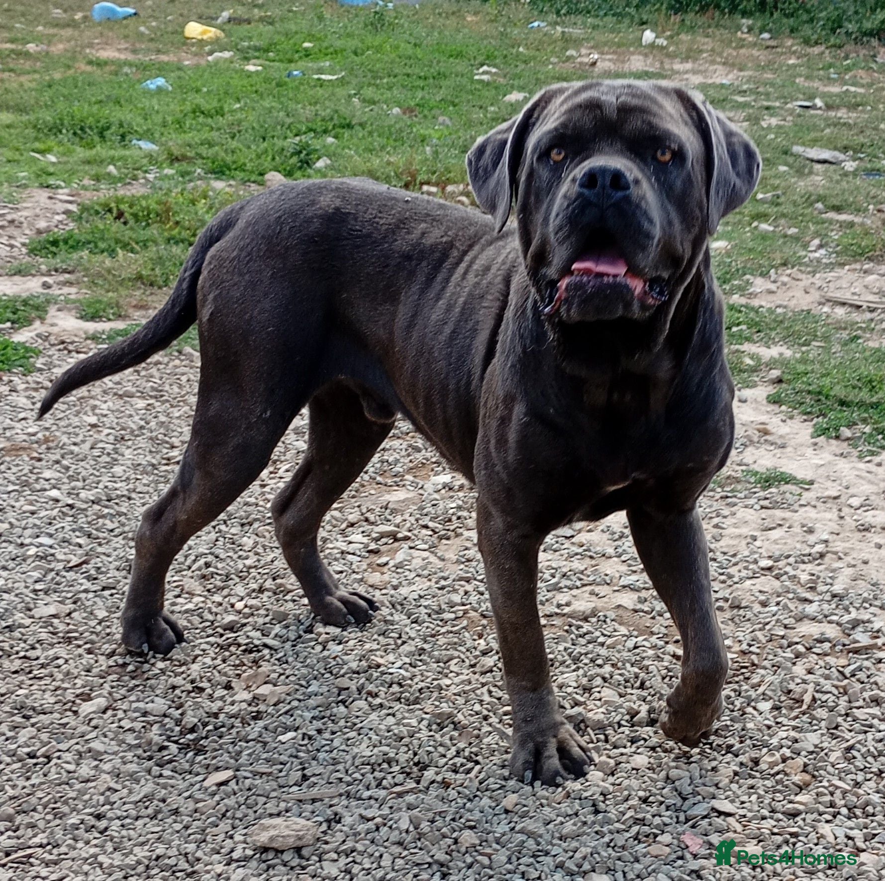 Cane Corso dogs Blue cane corso - Advert 21