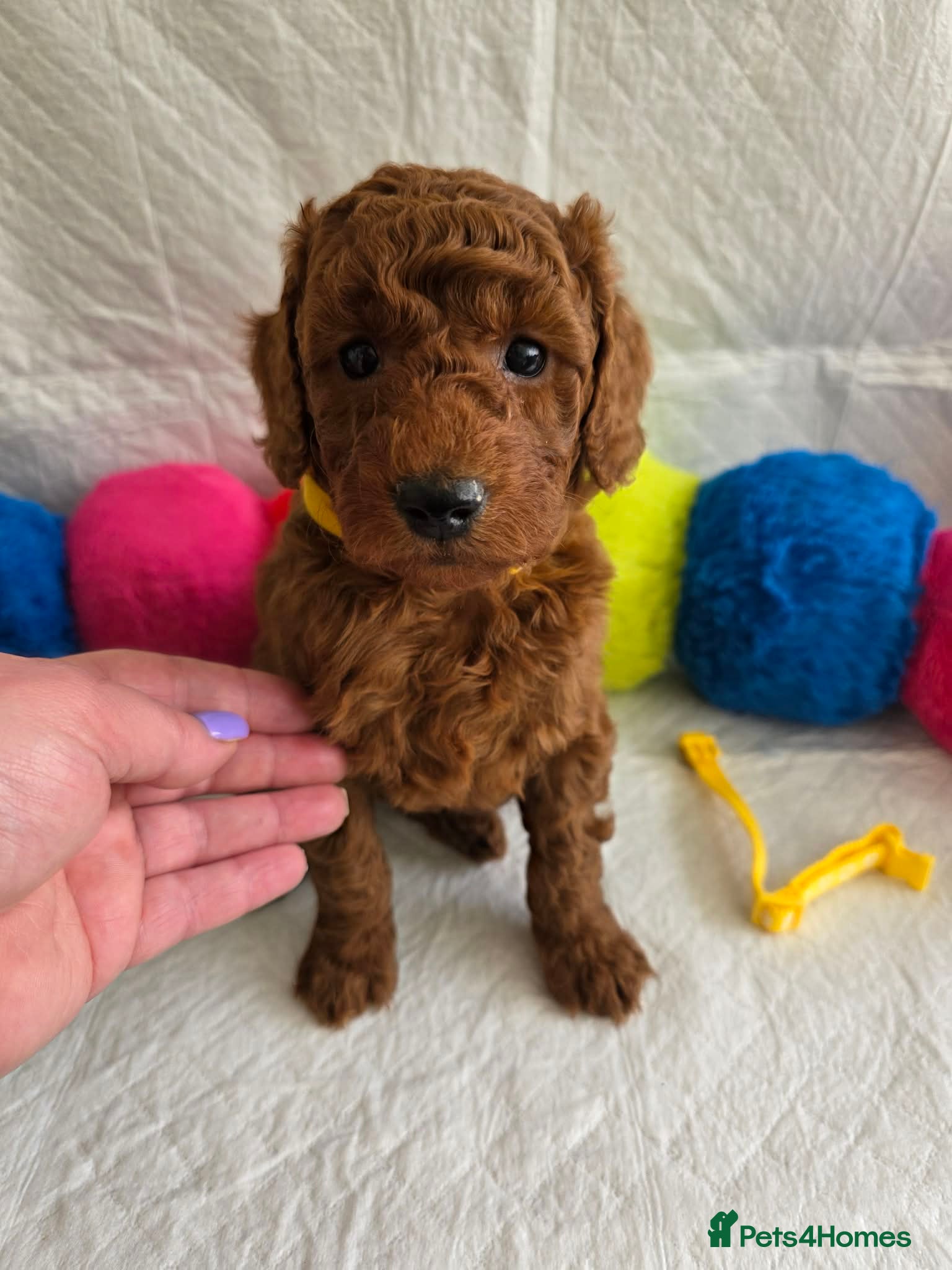 Irish Doodle dogs 👑Superb Rare Toy/Mini Deepest Red Irish Doodles👑 - Advert 2