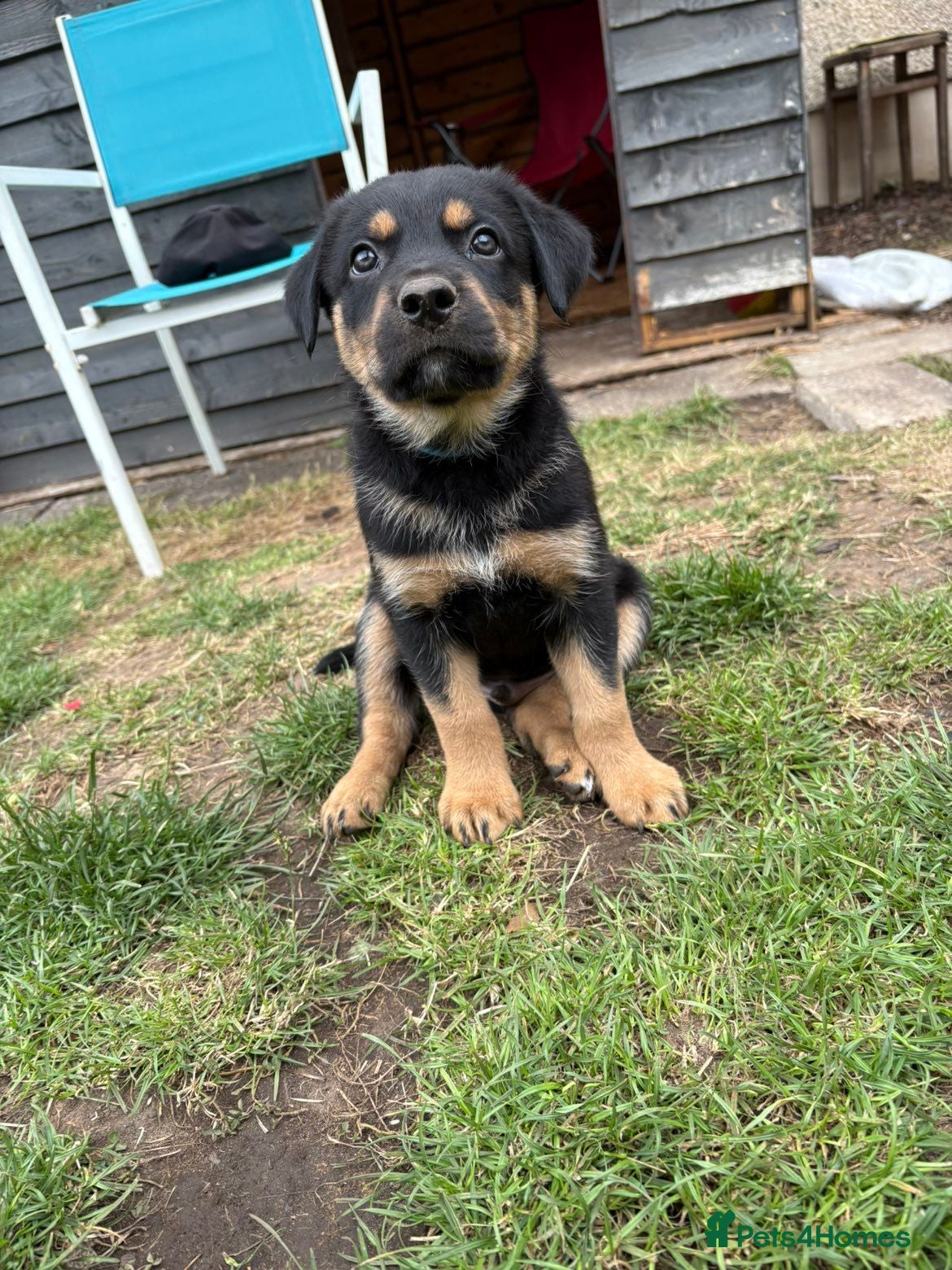 Mixed Breed dogs *Border collie cross*  - Advert 5