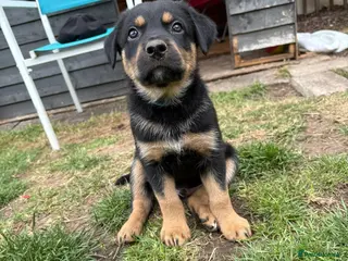 Mixed Breed dogs *Border collie cross* - Advert 5