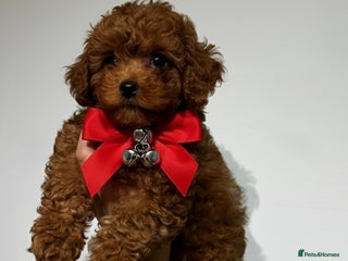 Toy Poodle dogs Tiny Toy Poodle 💙 Just 0.9kg ⚖️💫READY NOW💫 - Advert 7