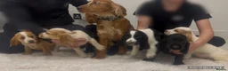 Cocker Spaniel dogs for sale: Health Clear Show Type Cocker Spaniel Puppies  - Advert 2