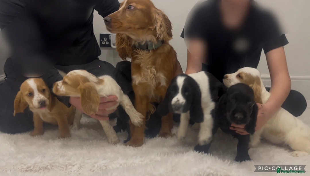 Cocker Spaniel dogs for sale: Health Clear Show Type Cocker Spaniel Puppies  - Advert 2