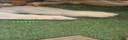Ferret rodents for sale: Ferrits - Advert 3