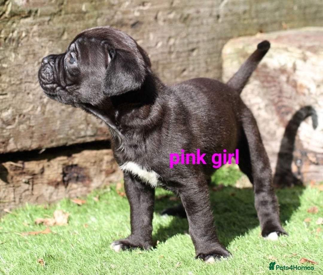 Cane Corso dogs for sale: Cane corso puppies ready to leave now - Image 5