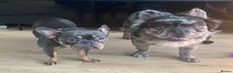 French Bulldog dogs for stud: STUD Full Fluffy Visual Merle £400  in Liverpool - Advert 11