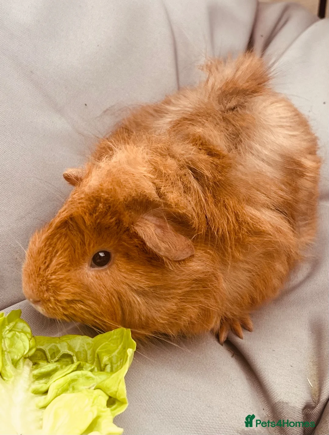 Guinea Pig rodents for sale: Guinea pigs aged 9 weeks  in Market Harborough - Advert 1