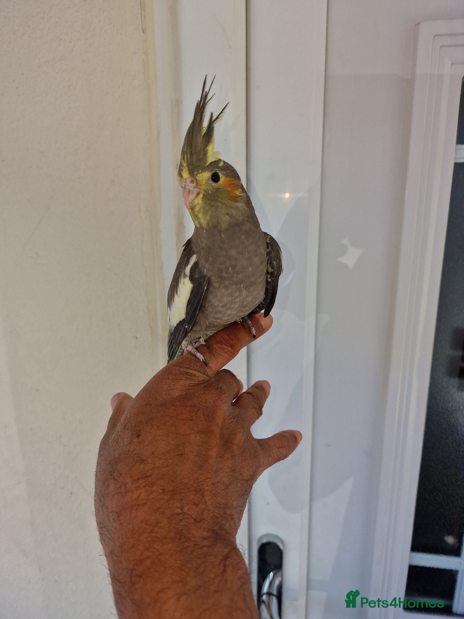 Cockatiels birds Super hand tamed baby cockatiels  - Advert 13