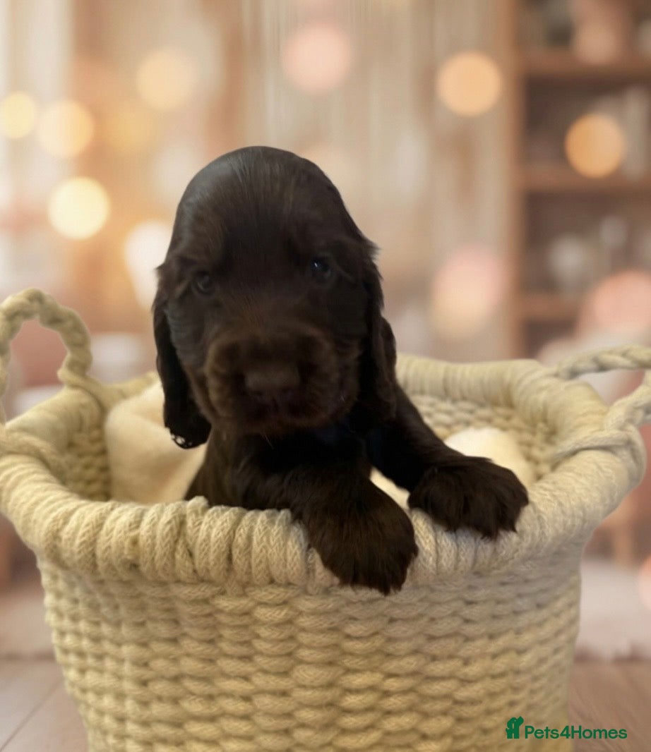 Cocker Spaniel dogs Amazing KC registered Show cocker spaniels - Advert 1