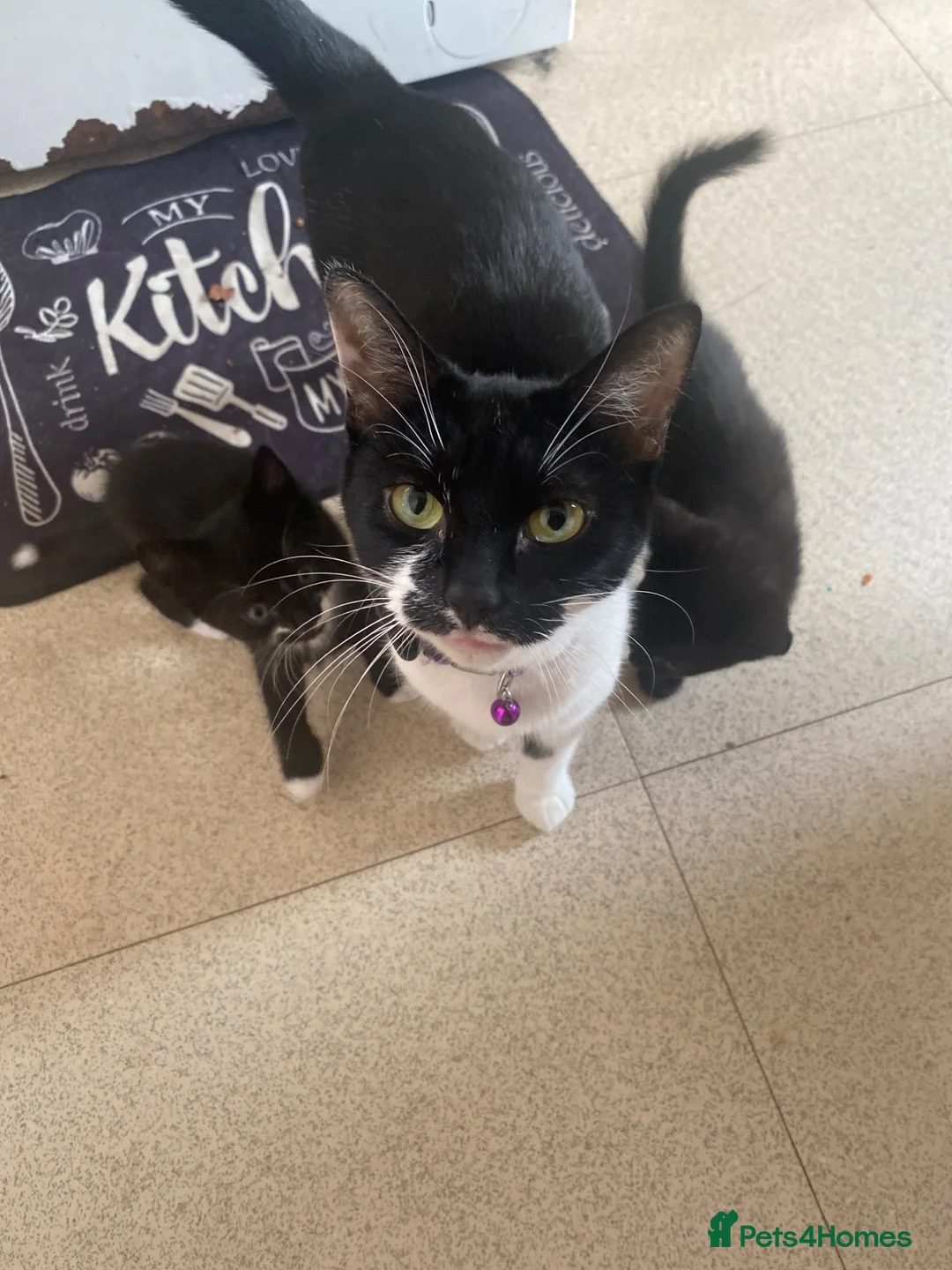 Mixed Breed cats for sale: Beautiful Kittens for sale  - Advert 2