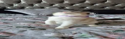 Ragdoll cats for sale: 3 TICA Registered Males for Sale. READY NOW - Advert 4