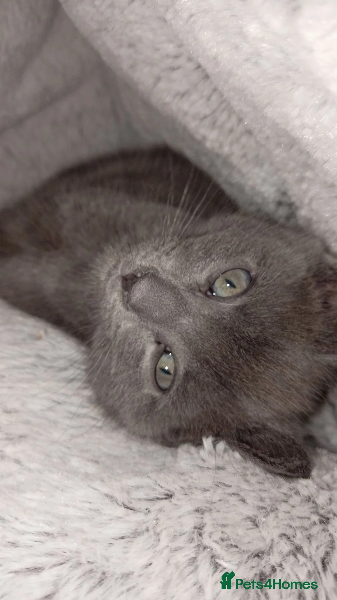 Mixed Breed cats for sale: Grey little kitten in Sheffield - Advert 6