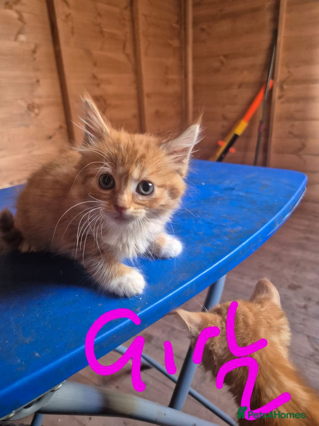 Mixed Breed cats for sale: 5 ginger kittens looking for new home  - Image 6
