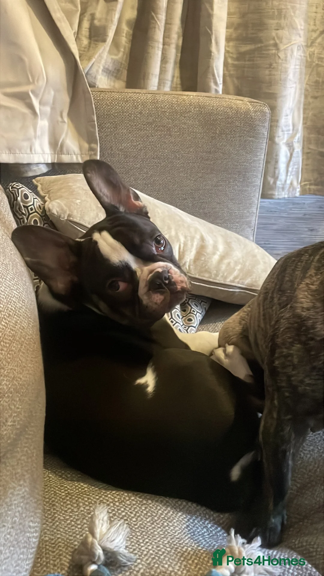 French Bulldog dogs for sale: French bulldog in Trowbridge - Advert 2