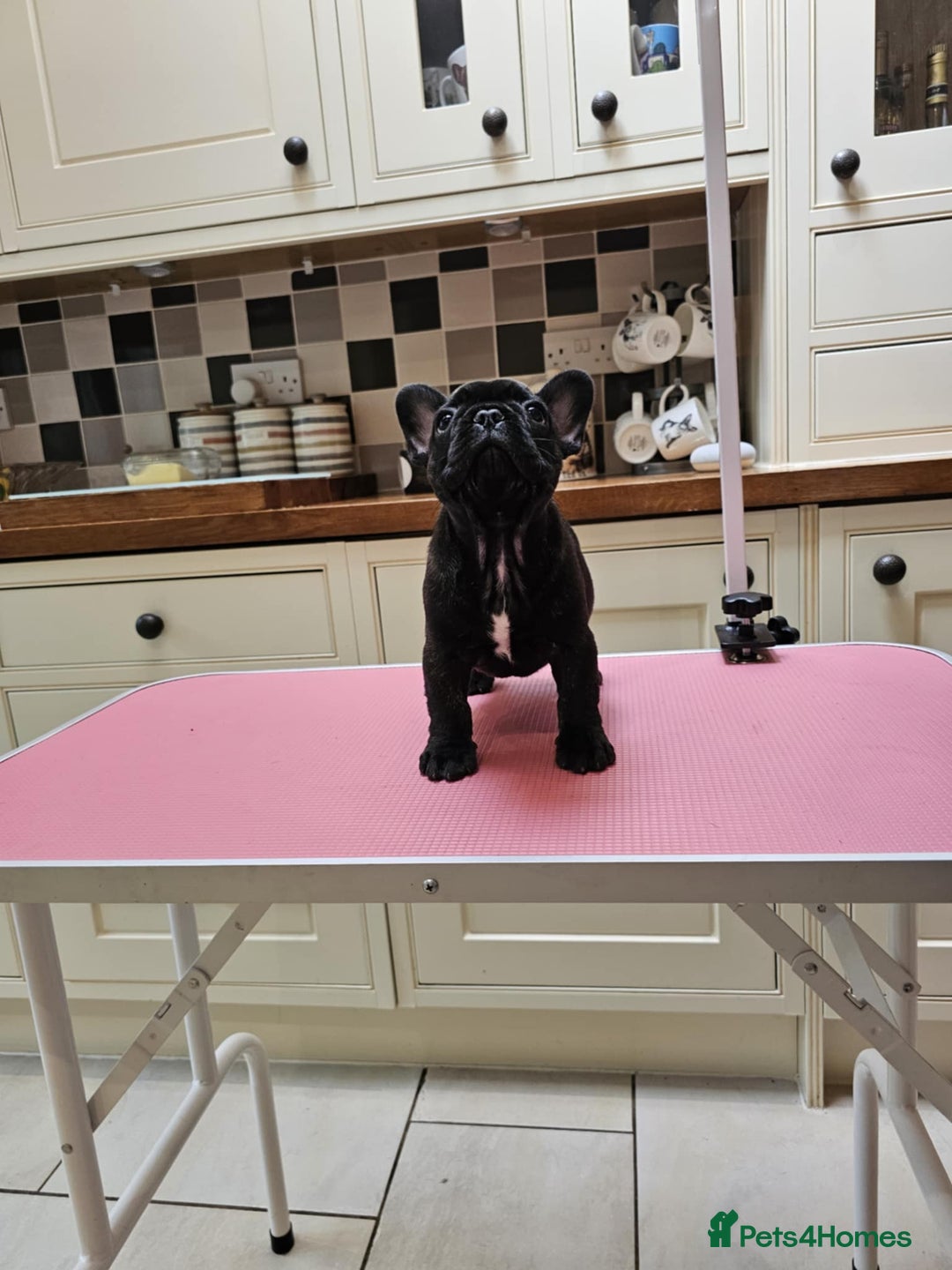 French Bulldog dogs for sale: Champion bred French Bulldog puppies - Image 15