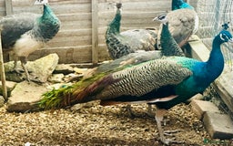 Peafowl poultry for sale: Beautiful Adult Peafowl READY NOW FOR NEW 🏡s - Image 7