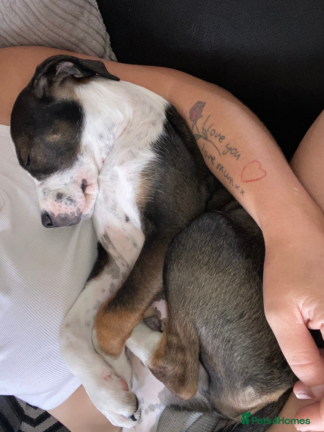 Mixed Breed dogs for sale: Cane corso x cocker spaniel puppy  - Image 5