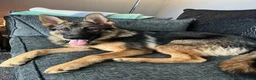 German Shepherd dogs for sale: German shepherd  - Advert 2