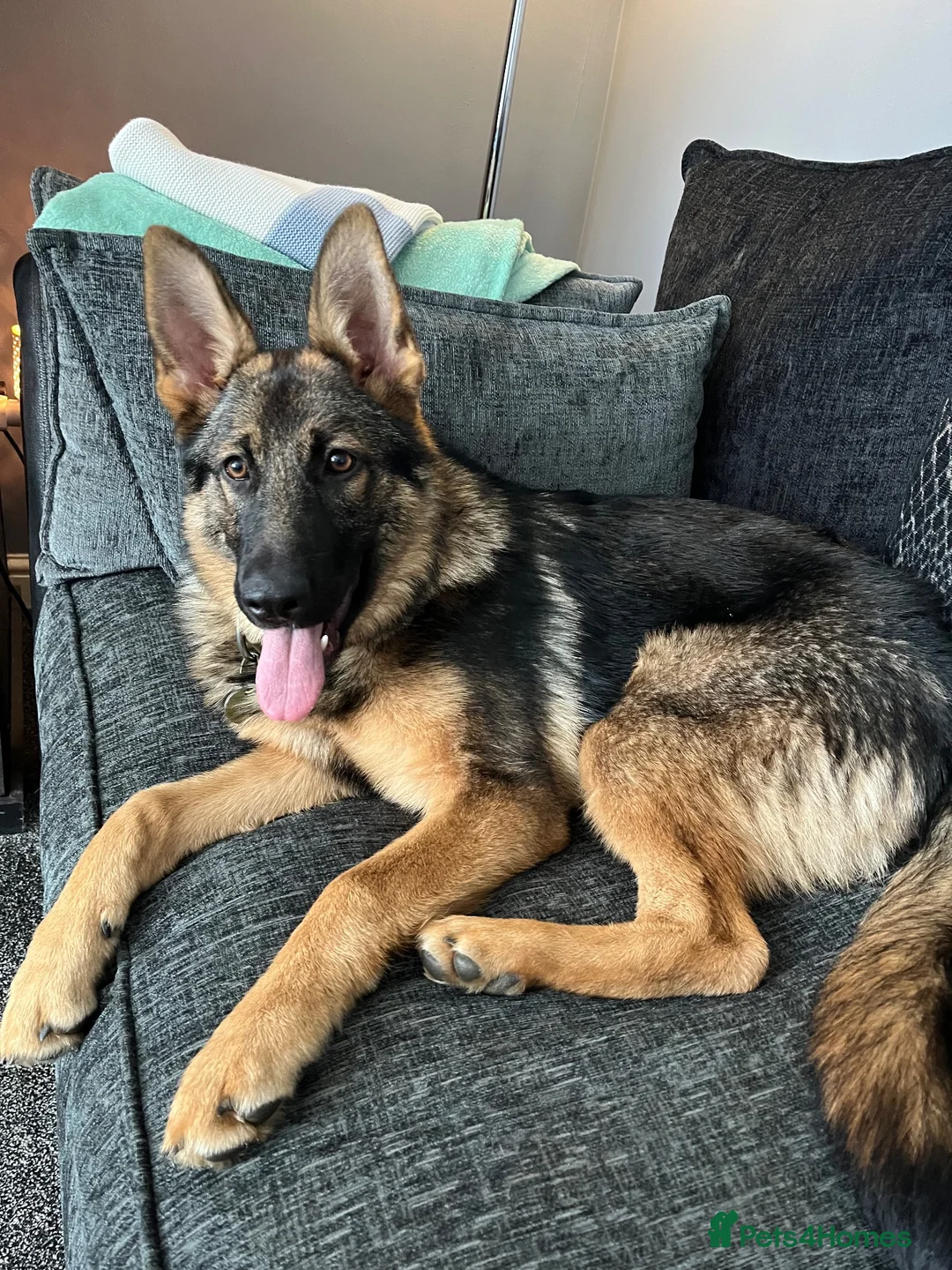 German Shepherd dogs for sale: German shepherd  - Advert 2