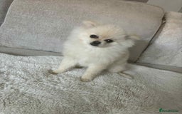 Pomeranian dogs for sale: Quick sale - Image 4