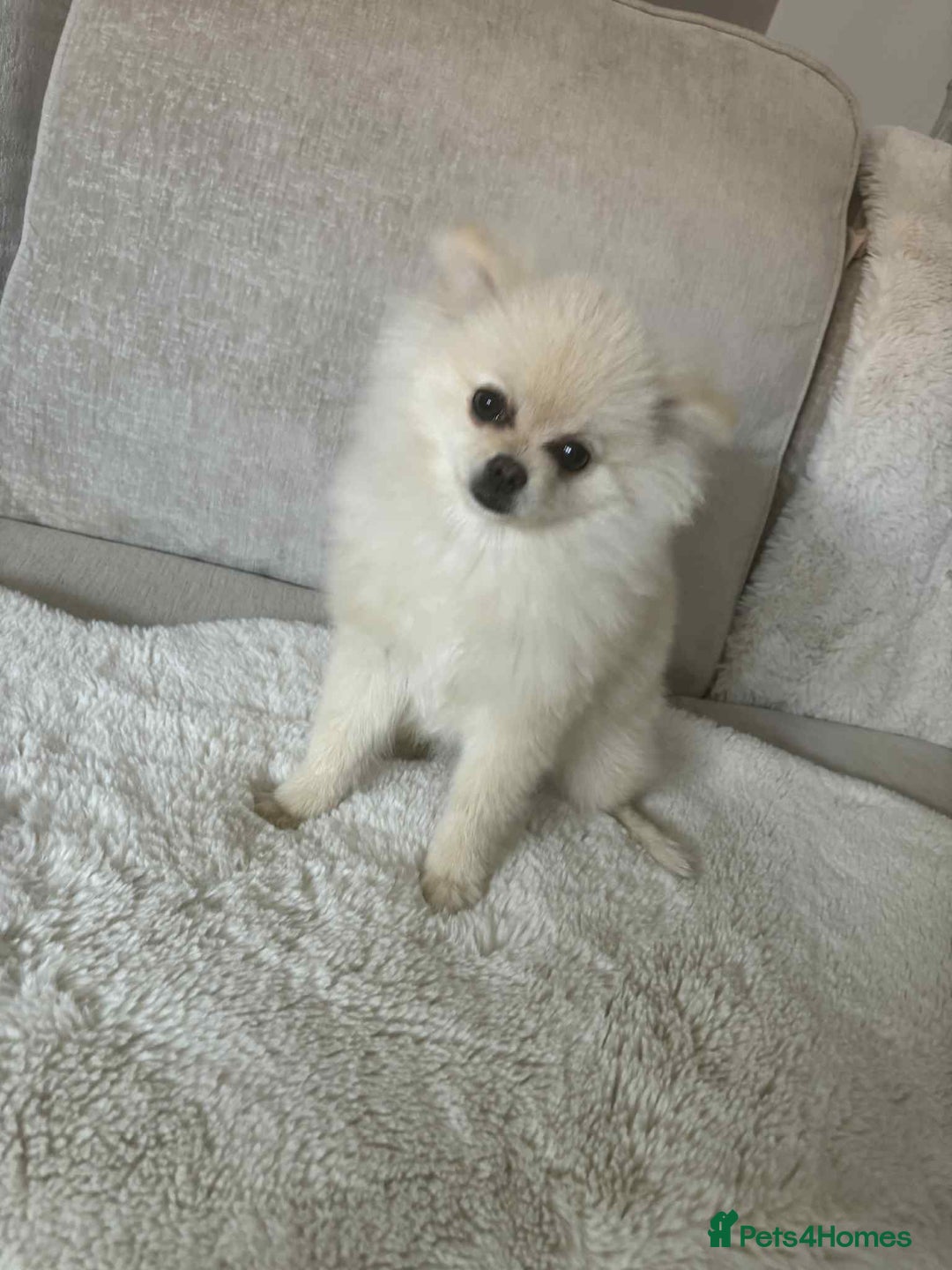 Pomeranian dogs for sale: Quick sale - Image 4