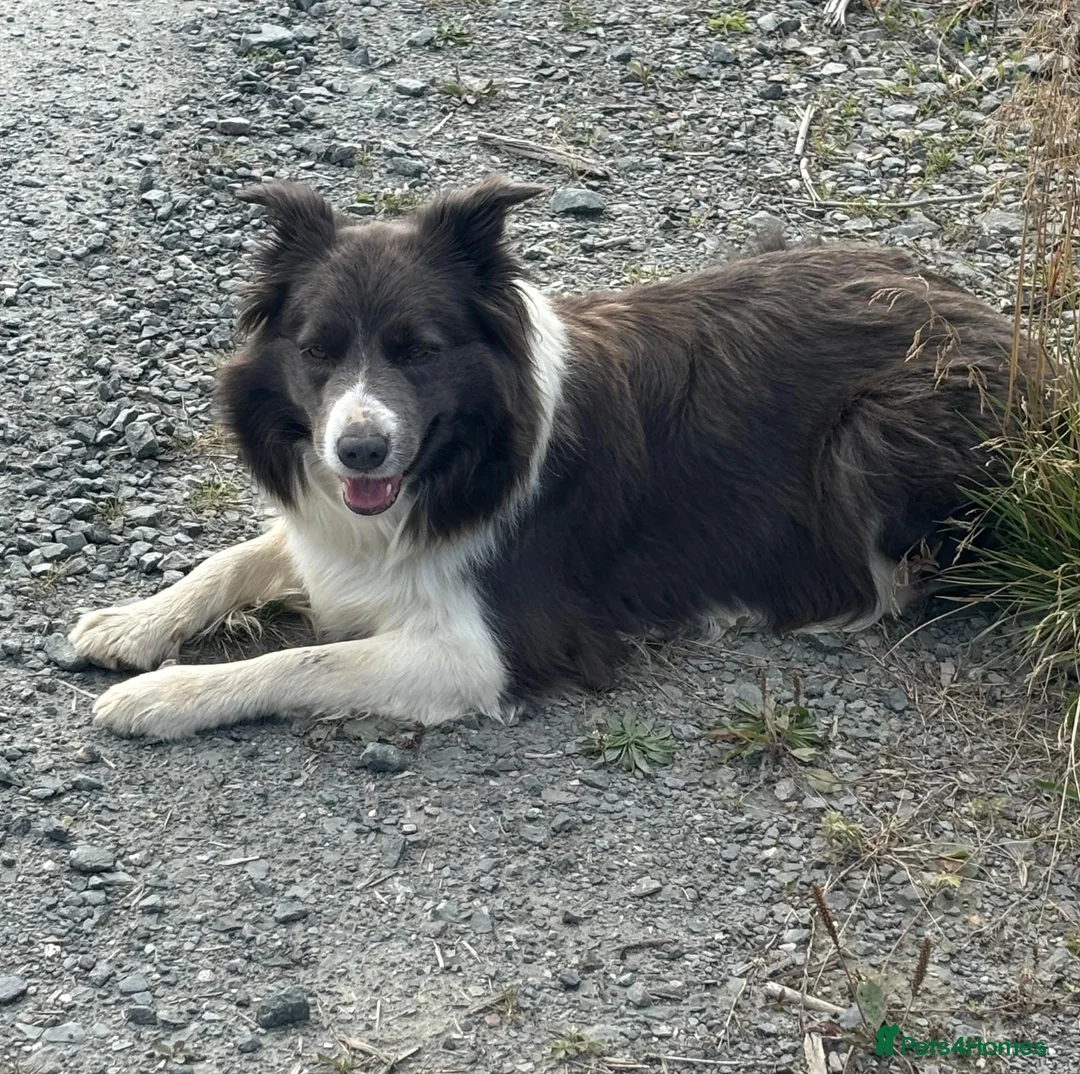 Border Collie dogs for sale: KC Registered Show Border Collie Puppies in Purley - Advert 1