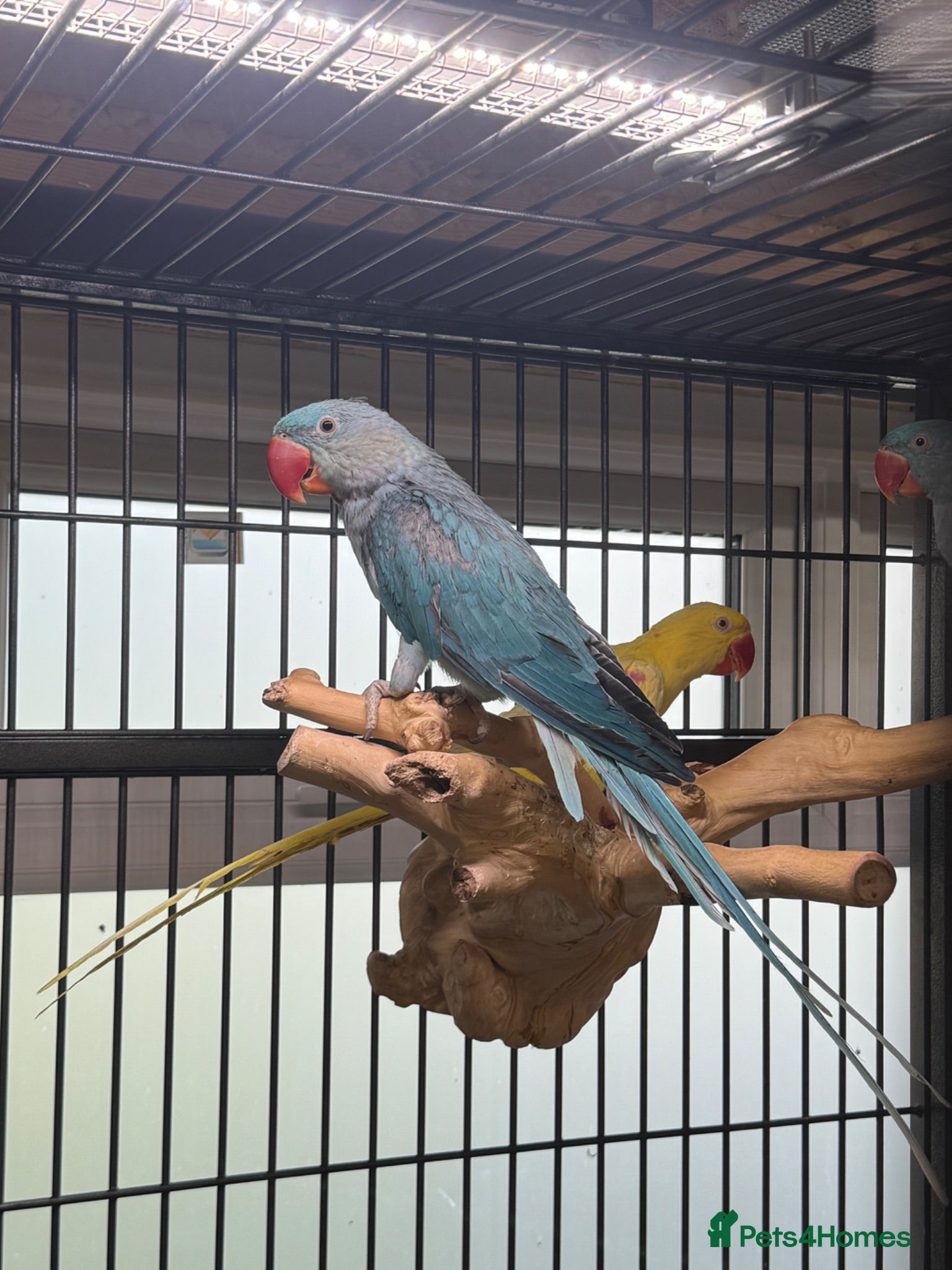 Parrots birds Blue female alexandrine for sale - Advert 16