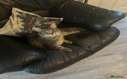 Mixed Breed cats for sale: 7minth old tabby male cat. - Image 1