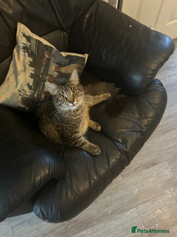 Mixed Breed cats - Advert 9