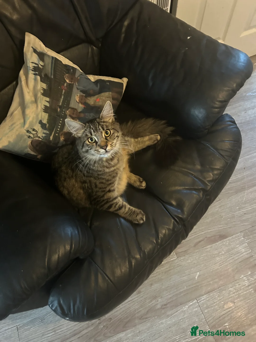 Mixed Breed cats for sale: 10 month old tabby fluffy male cat. - Advert 1