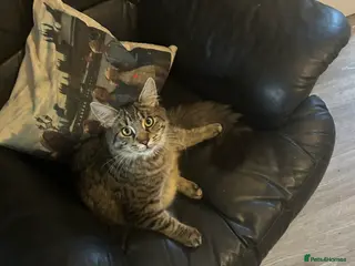 Mixed Breed cats 10 month old tabby fluffy male cat. - Advert 10