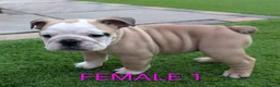 English Bulldog dogs for sale: Elite KC Red Bulldogs  - Advert 6