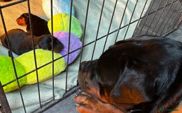Rottweiler dogs for sale: Rottweiler puppies  - Image 12