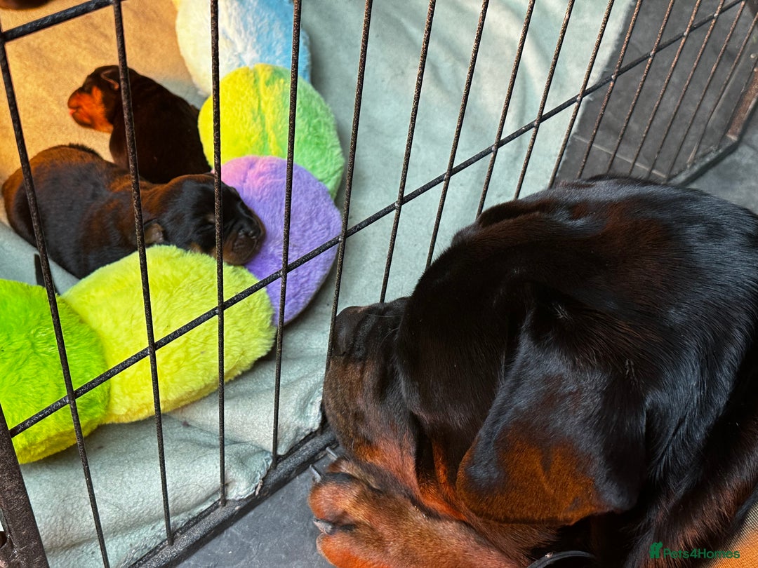 Rottweiler dogs for sale: Rottweiler puppies  - Image 12